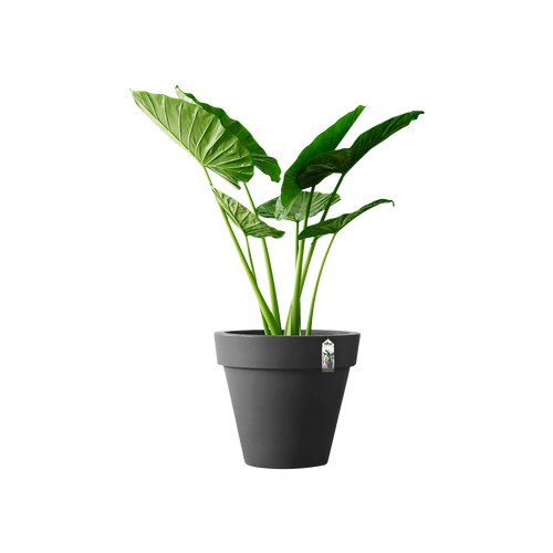 elho pure round 60 antra | Bloempot | Tijdloos