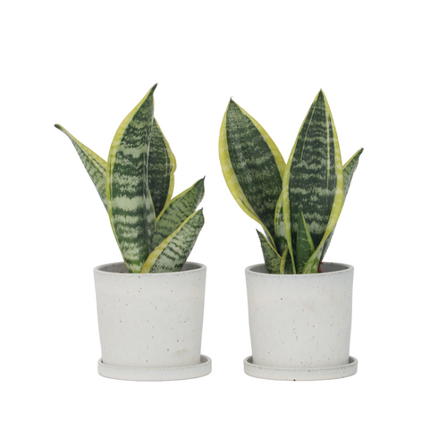 Plant in a Box Sansevieria Laurentii - Set van 2 - Vrouwentong - Pot 12cm - Hoogte 30-40cm - vtwonen shop