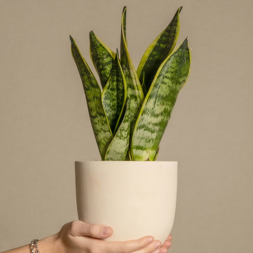 Plant in a Box Sansevieria Laurentii - Set van 2 - Vrouwentong - Pot 12cm - Hoogte 30-40cm - vtwonen shop