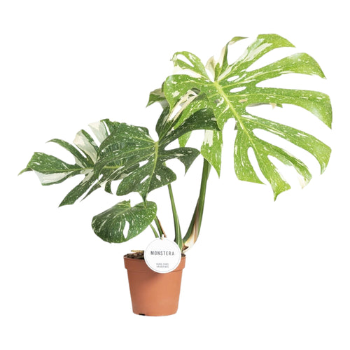 Trendyplants special - Monstera Thai Constellation - Kamerplant - Hoogte 65-85 cm - Potmaat Ø15cm - vtwonen shop