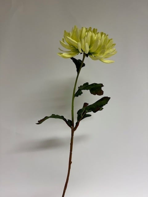 My Flowers.shop Groene chrysant zijden bloem | Lengte  60 centimeter | Per stuk - vtwonen shop