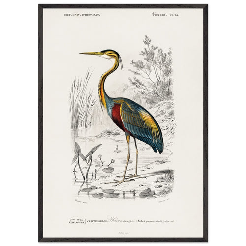 Artfulprints Poster met Lijst Charles Dessalines d'Orbigny - Purple heron (Ardea purpurea)   - 70x100 cm - Meerkleurig