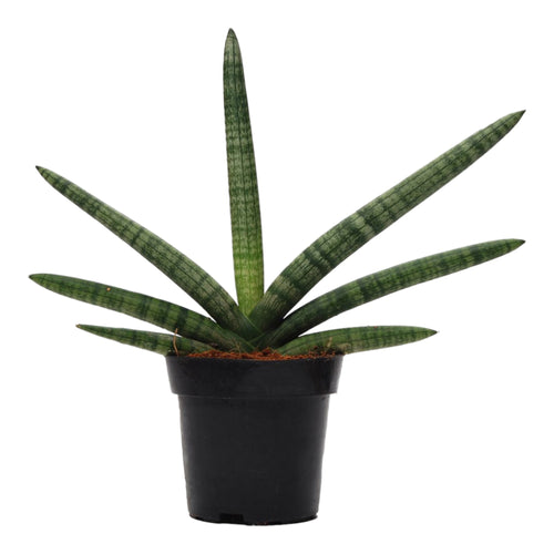 Trendyplants - Sansevieria Skyline - Kamerplant - Hoogte 20-40 cm - Potmaat Ø10,5cm - vtwonen shop