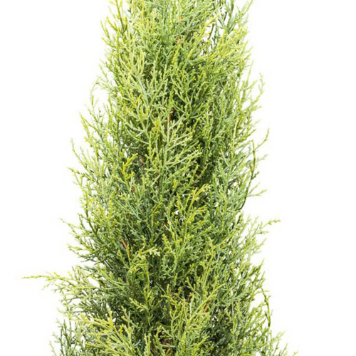 Flourify kunstplant - Thuja Smaragd - 150 cm