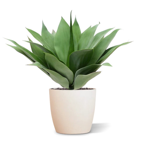 Maxifleur Agave kunstplant 50cm - UV bestendig