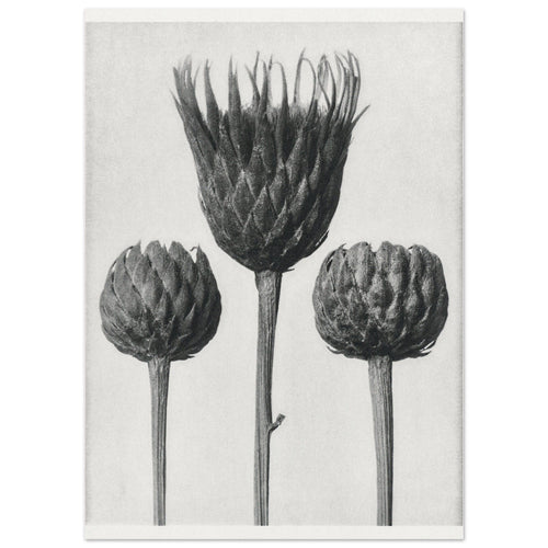 Artfulprints  Burst of bloom   poster 50x70 cm