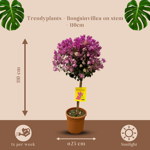 Trendyplants - Bougainvillea op stam - Tuinplant - Hoogte 100-120 cm - Potmaat Ø25cm - vtwonen shop