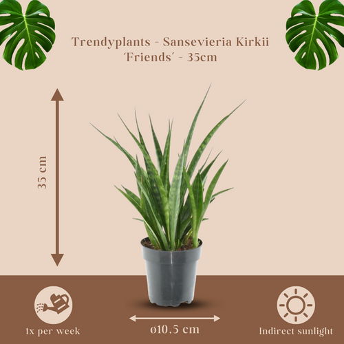 Trendyplants - Sansevieria Kirkii 'Friends' - Kamerplant - 25-45 cm - Potmaat Ø12cm - vtwonen shop