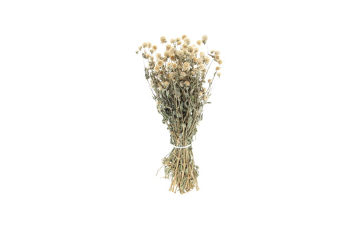 My Flowers.shop Creme witte gedroogde Kogelamarant | Cremekleurige Gomphrena Globosa droogbloemen | Lengte 45 centimeter | Per bos - vtwonen shop