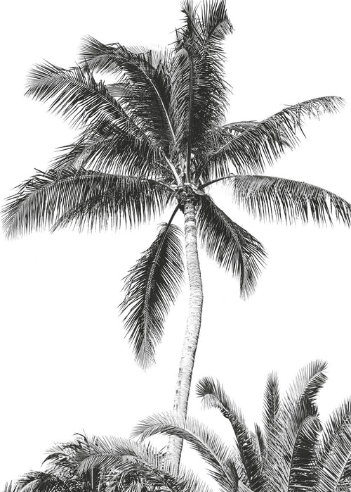 Komar fotobehang palmbomen zwart wit - 200 x 280 cm - 610833