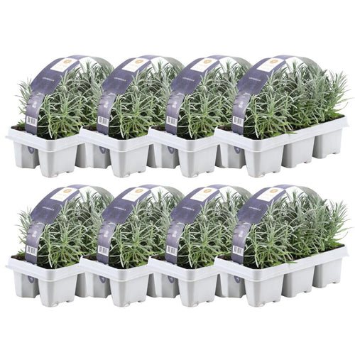 Trendyplants - Lavendel angustifolia - 48 stuks - Lavendel - Winterhard - Hoogte 10-20 cm - Potmaat Ø7cm - vtwonen shop