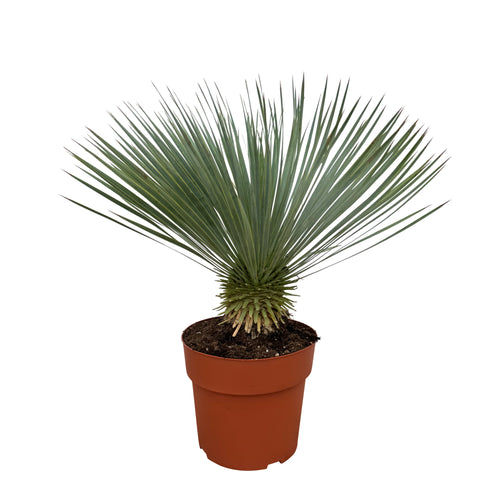 Trendyplants - Yucca Rostrata - Winterhard - Tuinplant - Hoogte 70-90 cm - Potmaat Ø27cm - vtwonen shop