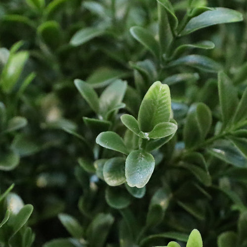 Maxifleur Buxus Kunstplant 45cm UV