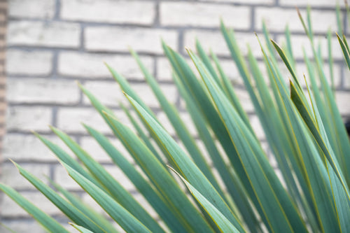 Trendyplants - Yucca Rostrata - Winterhard - Tuinplant - Hoogte 70-90 cm - Potmaat Ø27cm - vtwonen shop