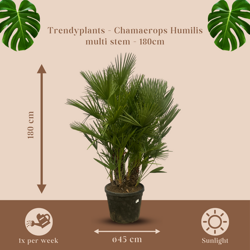 Trendyplants - Chamaerops Humilis multi stam - Dwergpalm - Tuinplant - Hoogte 170-190 cm - Potmaat Ø45cm - vtwonen shop