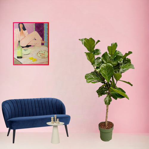 Trendyplants - Ficus Lyrata op stam - Tabaksplant - Kamerplant - Hoogte 150-170 cm - Potmaat Ø27cm - vtwonen shop