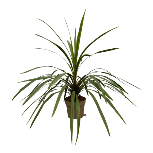 Trendyplants - Cordyline Peko - Tuinplant - Hoogte 80-100 cm - Potmaat Ø24cm - vtwonen shop