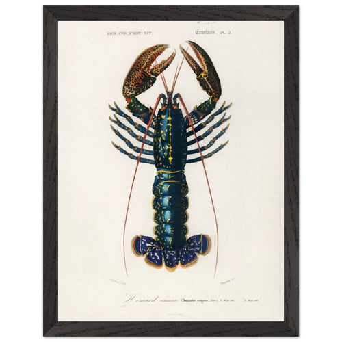 Artfulprints Poster met Lijst Charles Dessalines d'Orbigny - Crimson crawfish (palemon ornatum)   - 30x40 cm - Blauw