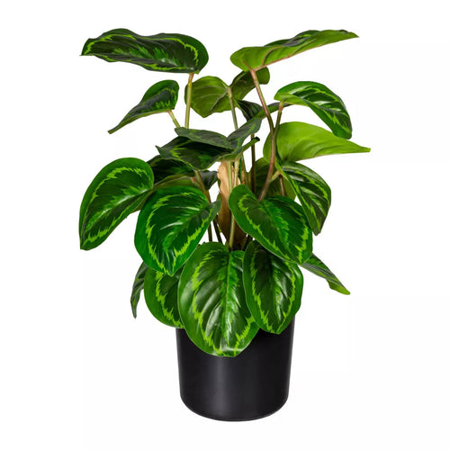 Flourify kunstplant - Maranta - 45 cm - vtwonen shop