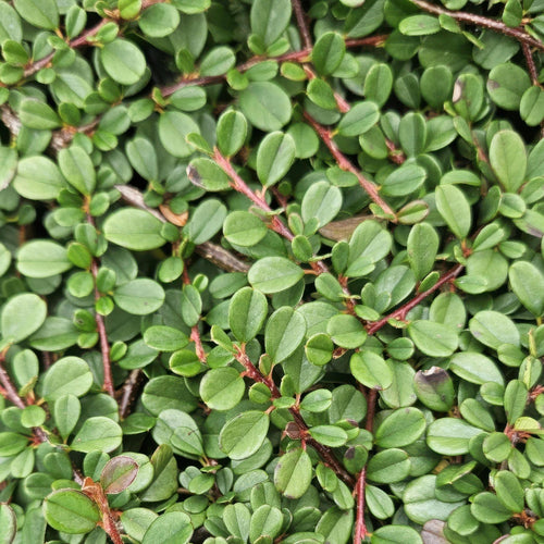 Trendyplants - Cotoneaster procumbens 'Streib's Findling' - 6 stuks - Dwergmispel - Winterhard - Hoogte 20-30 cm - Potmaat Ø9cm - vtwonen shop