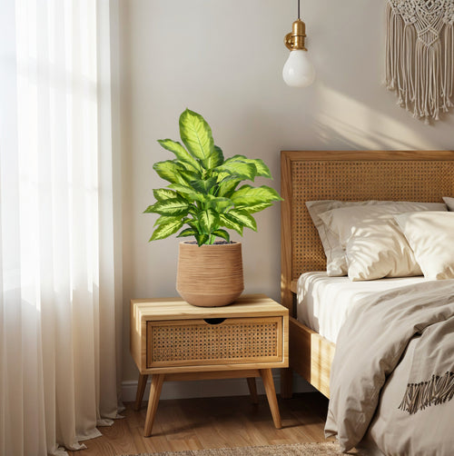 Maxifleur Dieffenbachia Kunstplant 55cm
