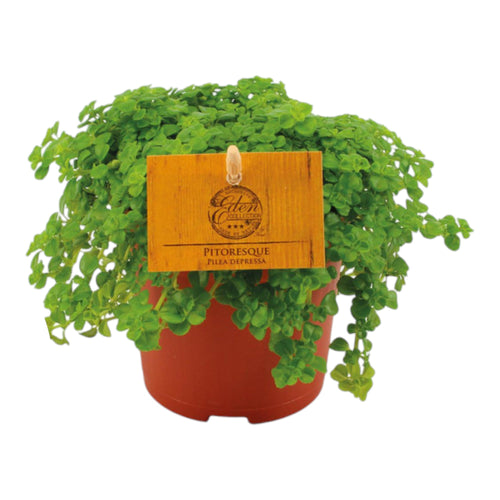 Trendyplants special - Pilea Depressa  - Kamerplant - Hoogte 10-20 cm - Potmaat Ø10,5cm - vtwonen shop