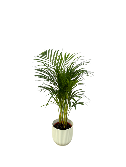 Trendyplants - Areca palm - ↨85cm - Ø19cm inclusief elho Vibes Fold Round wit Ø22cm x ↨20cm - vtwonen shop