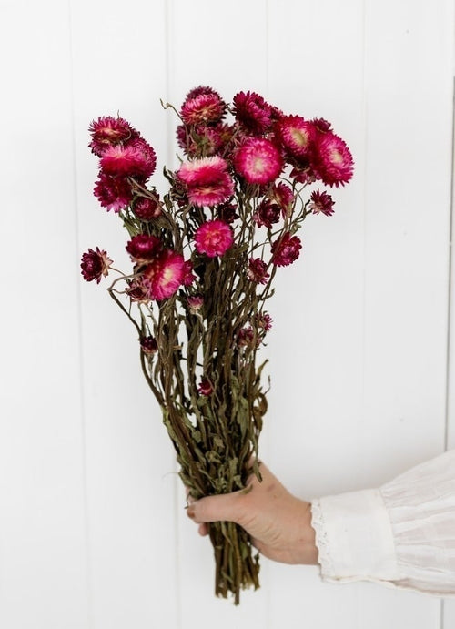 My Flowers.shop Gedroogde donkerroze Helichrysum | Donkerroze strobloemen droogbloemen | Lengte 55 centimeter | Per bos - vtwonen shop