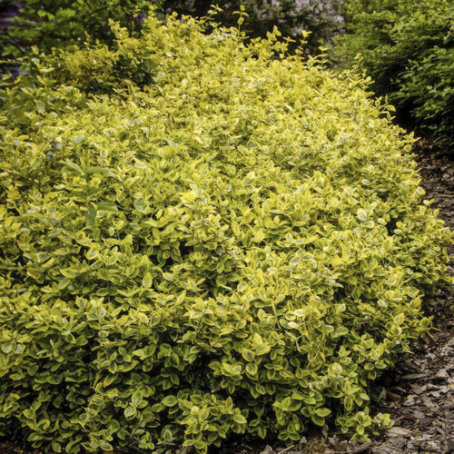 Trendyplants - Euonymus 'Emerald 'n Gold' - 20 stuks - Japanse kardinaalsmuts - Winterhard - Hoogte 10-25cm - Potmaat Ø9cm - vtwonen shop