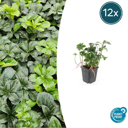Trendyplants - Pachysandra terminalis 'Green Sheen' - 12 stuks - Schaduwkruid - Winterhard - Hoogte 10-30 cm - Potmaat Ø9cm - vtwonen shop