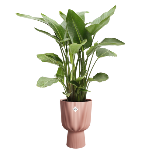 elho vibes fold coupe 30 delicaat roze | Bloempot | Geschikt voor binnen