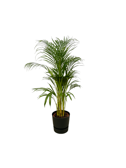 Trendyplants - Areca palm - ↨110cm - Ø21cm inclusief elho Greenville Round zwart Ø24cm x ↨23cm - vtwonen shop