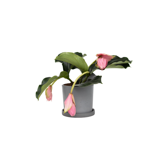 Plant in a Box Medinilla Magnifica - Kamerplant - Trosbloem - ⌀17cm - Hoogte 40-50cm - vtwonen shop