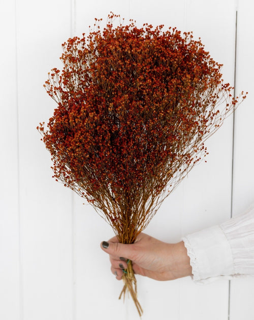 My Flowers.shop Oranje gedroogde Brem | Oranje Broom Bloom droogbloemen | Lengte ± 60 cm | Per bos - vtwonen shop