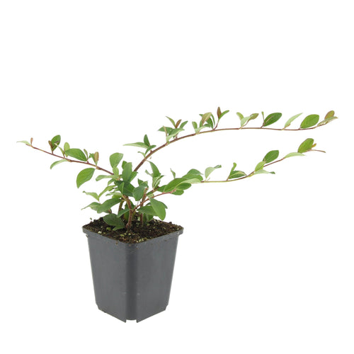 Trendyplants - Cotoneaster dammeri 'Major' - 20 stuks - Dwergmispel - Winterhard - Hoogte 20-30 cm - Potmaat Ø9cm - vtwonen shop