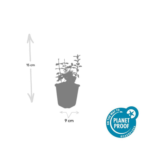 Trendyplants - Euonymus fort. 'Harlequin' - 12 stuks - Kardinaalshoed - Winterhard - Hoogte 10-30 cm - Potmaat Ø9 cm - vtwonen shop