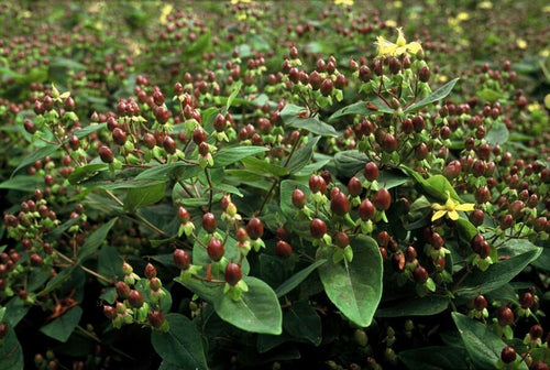 Trendyplants - Hypericum inodorum - 12 stuks - Hertshooi - Winterhard - Hoogte 10-30 cm - Potmaat Ø9cm - vtwonen shop