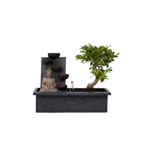 Plant in a Box Bonsai Ficus Retusa met Buddha waterval - hoogte 25-35cm - pot 29cm - vtwonen shop