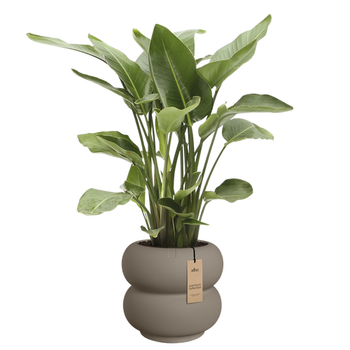 elho amber roll low 60 burnt umber | Bloempot |Premium statementdesign