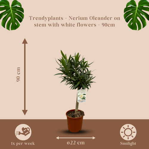 Trendyplants - Nerium Oleander op stam met witte bloem - Hoogte 80-100 cm - Tuinplant - Potmaat Ø22cm - vtwonen shop