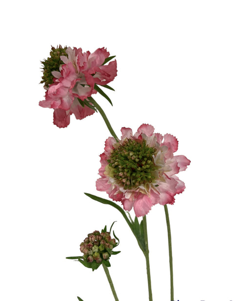 My Flowers.shop Roze scabiosa zijden bloem | Lengte 65 centimeter | Per stuk - vtwonen shop