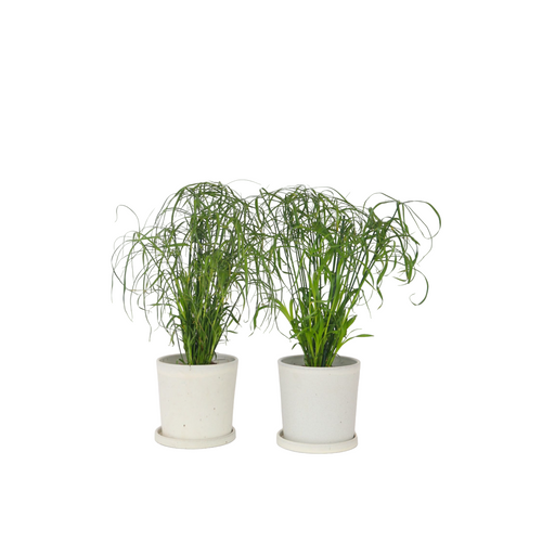 Plant in a Box Cyperus alternifolius - Set van 2 - Parapluplant - Pot 14cm - Hoogte 40-50cm - vtwonen shop