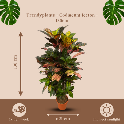 Trendyplants - Codiaeum Iceton vertakt - Croton - Kamerplant - Hoogte 110-130 cm - Potmaat Ø21cm - vtwonen shop