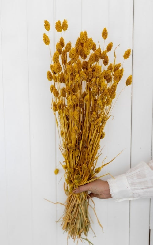 My Flowers.shop Geel gedroogd Kanariegras | Gele Phalaris droogbloemen | Lengte ± 65 cm | Per bos - vtwonen shop