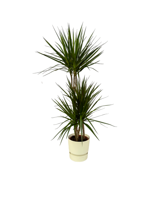 Trendyplants - Dracaena Marginata - ↨120cm - Ø21cm inclusief elho Greenville Round wit Ø24cm x ↨23cm - vtwonen shop