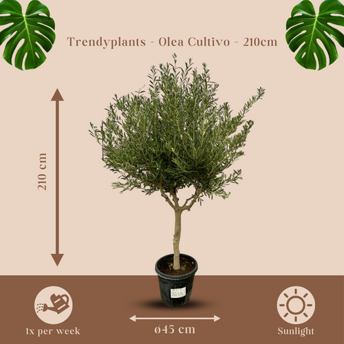 Trendyplants - Olea Cultivo - Olijfboom - Stamomtrek 20-30 cm - Winterhard - Hoogte 200 - 220 cm - Potmaat Ø45cm - vtwonen shop