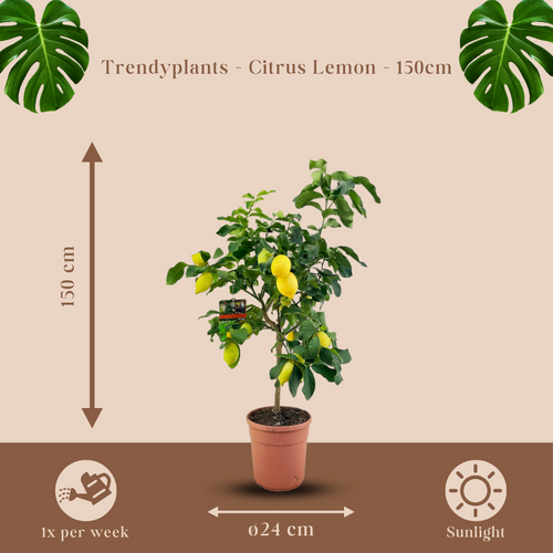 Trendyplants - Citroenboom - Tuinplant - Hoogte 140-160 cm - Potmaat Ø24cm - Citrus Lemon - vtwonen shop