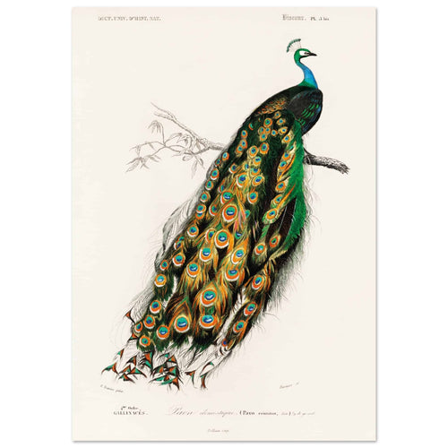 Poster met Lijst Charles Dessalines d'Orbigny - Indian peafowl (pavo cristatus)   - A4 21x29.7 cm -