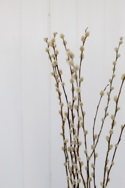 My Flowers.shop Naturelle gedroogde wilgenkatjes | Natuurlijke Salix droogbloemen | Lengte 70 centimeter | Per 20 takken - vtwonen shop