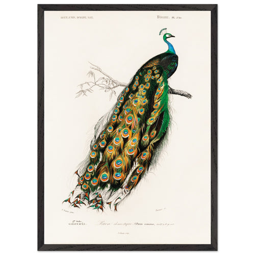 Poster met Lijst Charles Dessalines d'Orbigny - Indian peafowl (pavo cristatus)   - 50x70 cm -